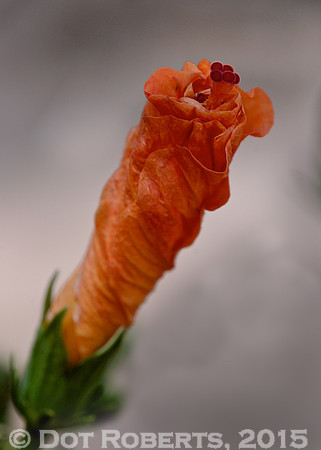 Hibiscus  Bud