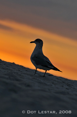 Seagull