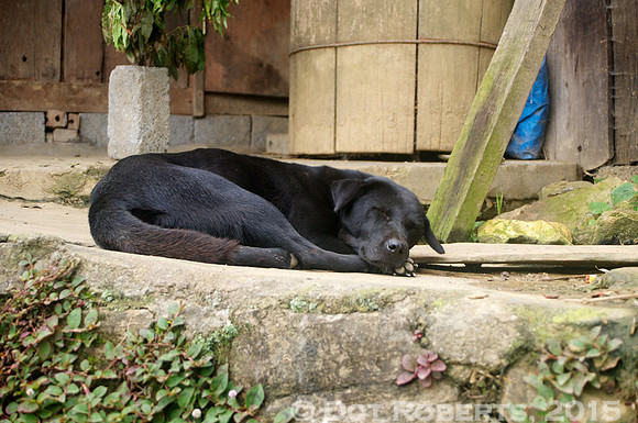 Black Dog - Vietnam