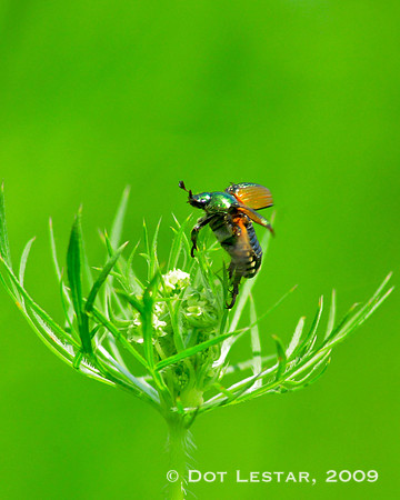 Japanese Beetle