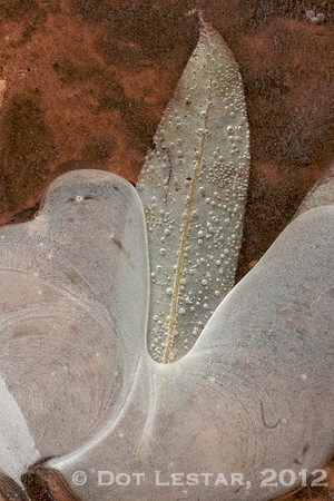 Leaf in Ice