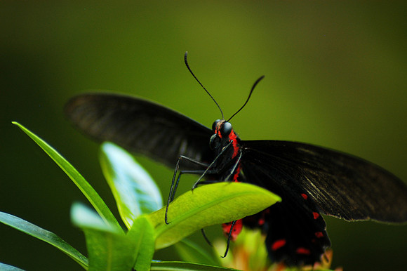 Pink Rose Swallowtail