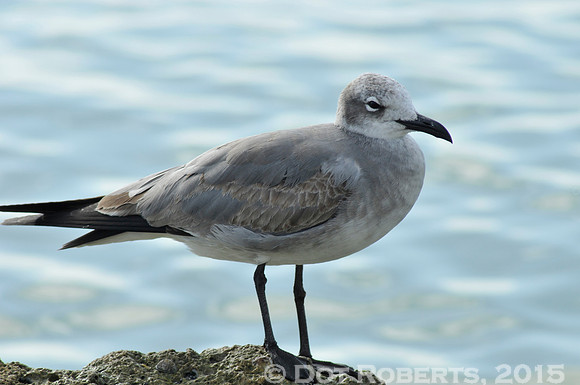 Seagull