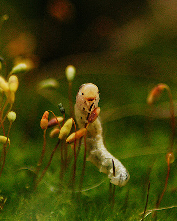 Inch Worm