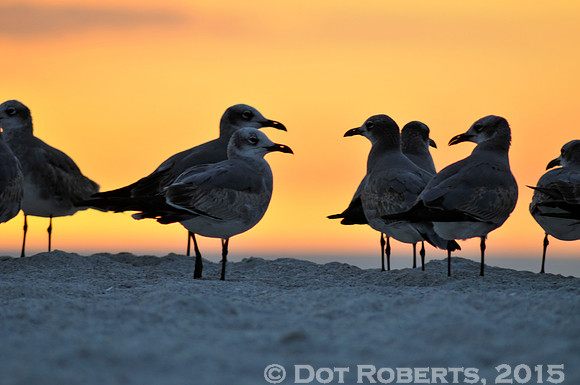 Seagull Sunset
