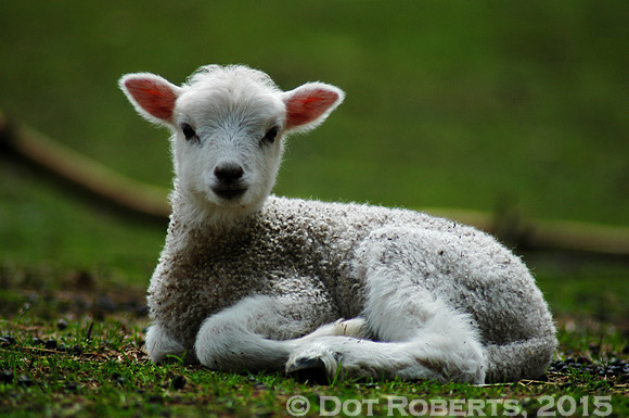 Little Lamb