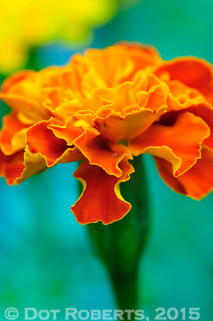 Marigold