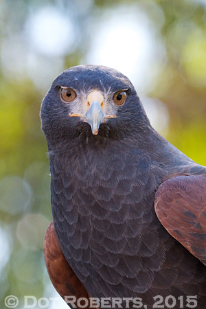 Hawk