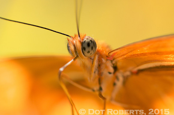 Julia Butterfly