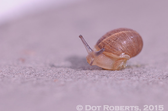 Turbo Snail