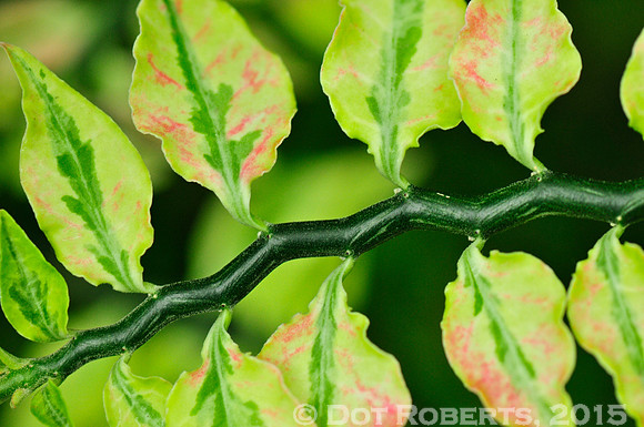 leaves