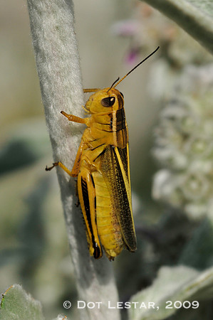 Gold Grasshopper