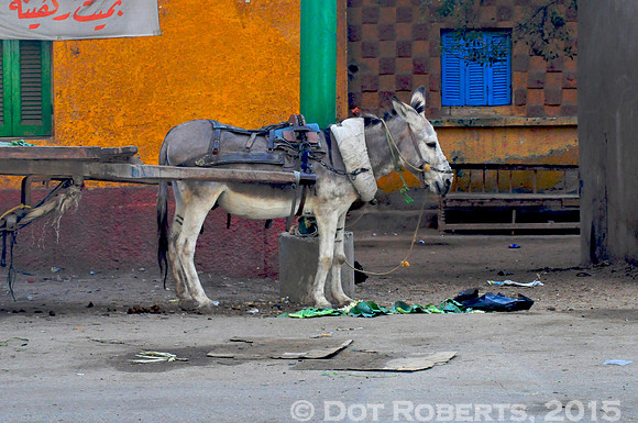 Donkey Cart