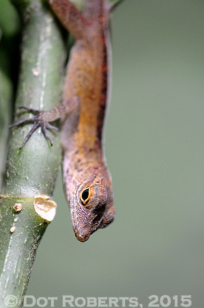 Anole - Puerto Rico