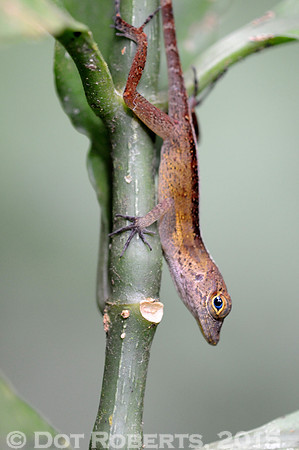 Anole - Puerto Rico
