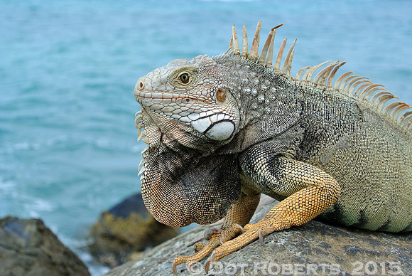 Iguana