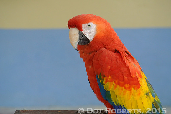 Scarlet Macaw