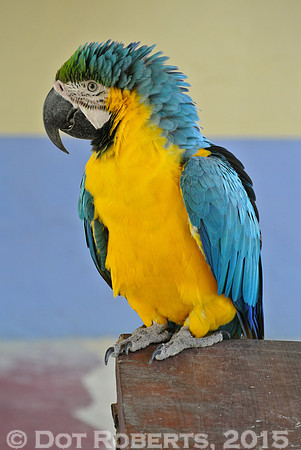 Parrot