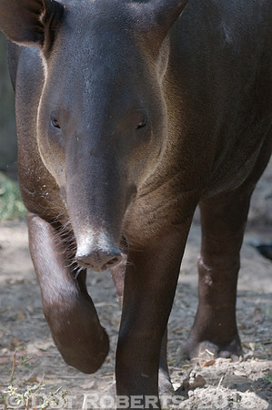 Tapir
