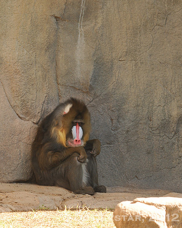 Baboon