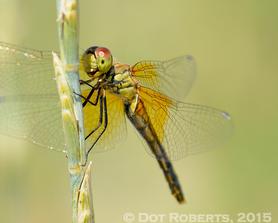 Happy Dragonfly