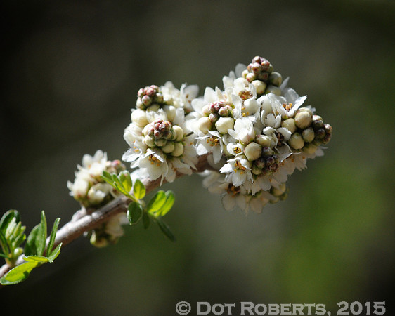 Budding Tree Branch