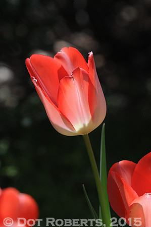 Tulip