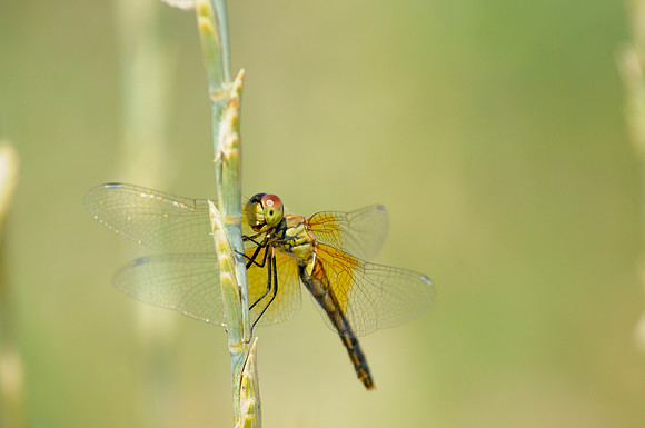 Dragonfly