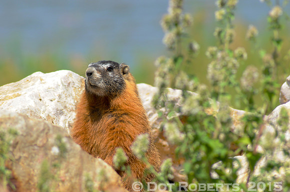 Marmot