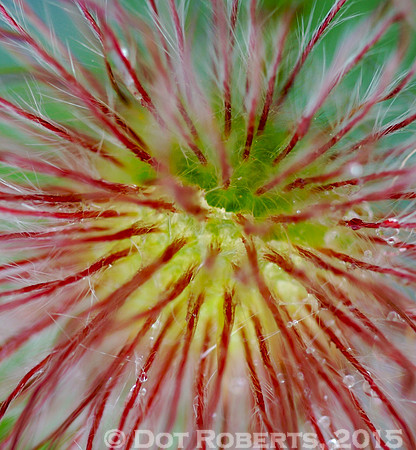 Fluffy Flower
