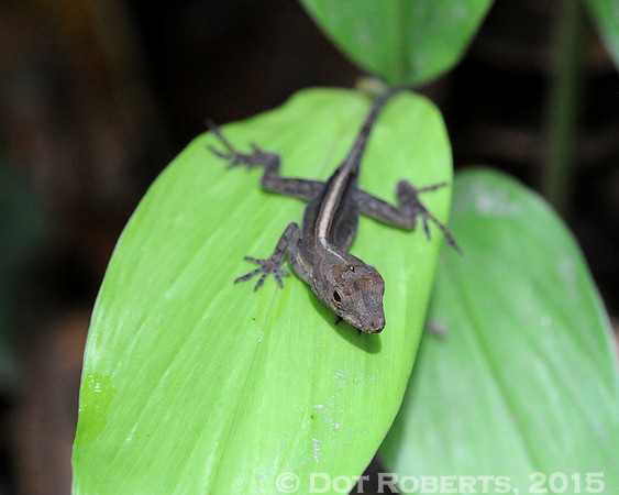 Anole - Puerto Rico
