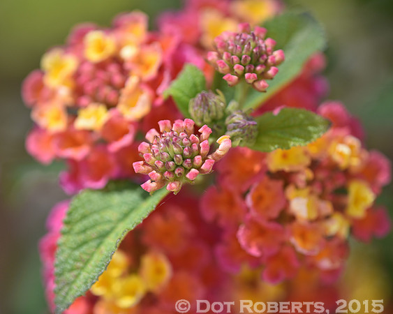 Lantana