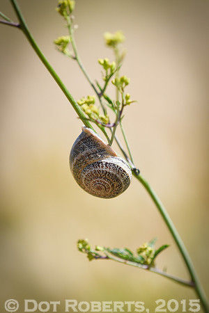 Snail
