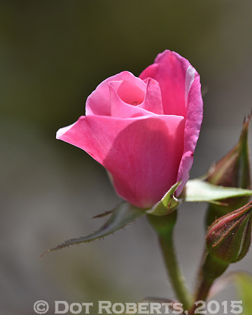 Rose Bud