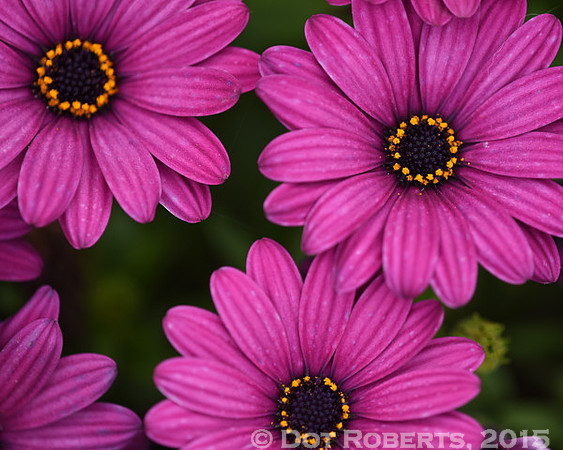 Purple Flowers