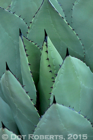 agave