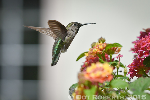 Hummingbird