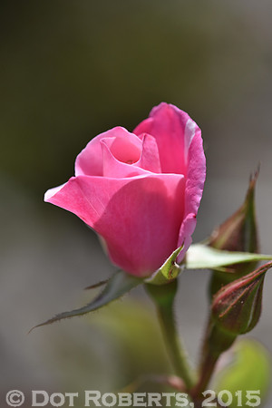 Rose Bud