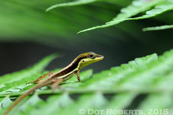 Anole - Puerto Rico