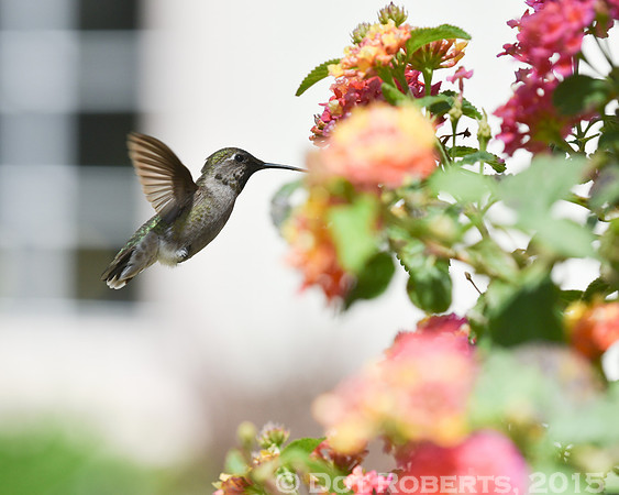 Hummingbird