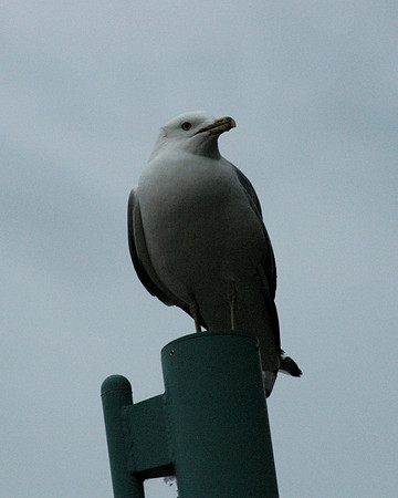 Seagull