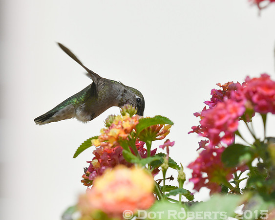 Hummingbird
