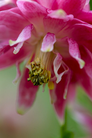 Pink Flower