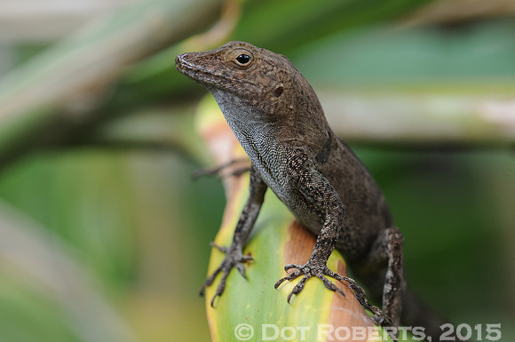 Anole - Puerto Rico