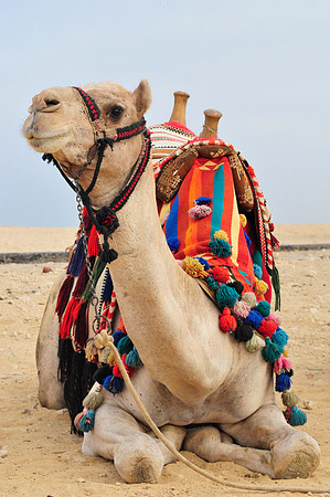 Camel