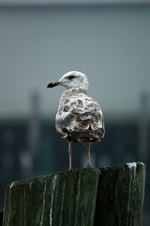 Seagull