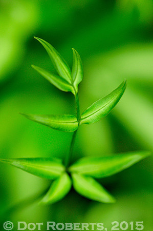 Study in Green