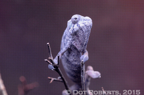 Chameleon