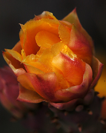 Prickly Pear Flower