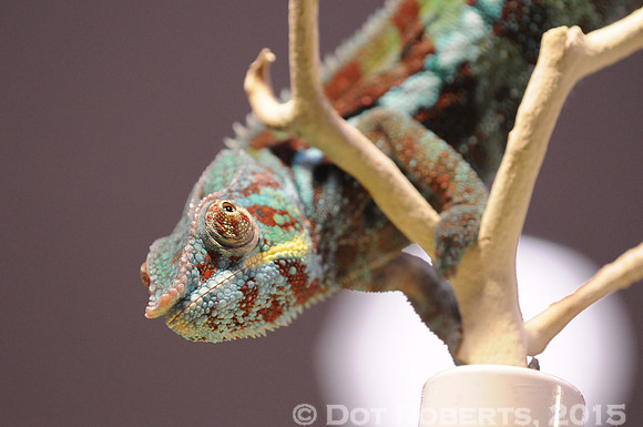 Chameleon